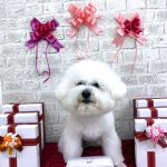 ビションフリーゼ　ゆきくん