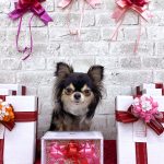 チワワ　オレオくん