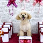 トイプードル　トトちゃん