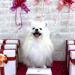 ポメラニアン　ゆきくん