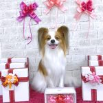 パピヨン　天くん