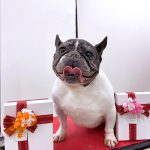 フレンチブルドッグ　　　ハルちゃん