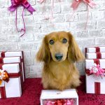 ミニュチュアダックス　チョコくん