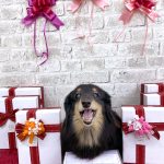 ダックスフンド　ダックスちゃん