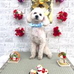 トイプードル　ポテくん