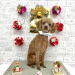 トイプードル　アンディーくん