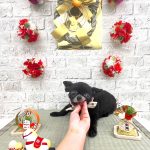 チワワ　かりんちゃん　炭酸泉入浴