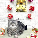 ねこ　アメリカンショートヘア　とらきちくん