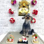 ヨークシャーテリア　ラピスラズリくん