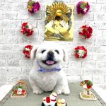 ペキニーズ　ファルコンくん