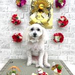 マルプー　アリスちゃん