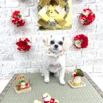 ペキプー　アナちゃん