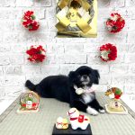 狆ｘチワワ　りーりーちゃん