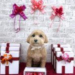 マルプー　はなちゃん