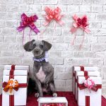 プードルｘパピヨン　ピノちゃん