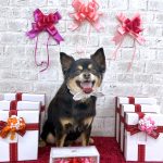 チワワ　ジョイくん