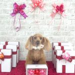 トイプードル　モカちゃん