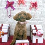 トイプードル　るるちゃん