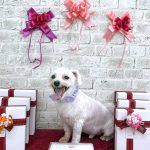 マルチーズ　ぷっちゃん