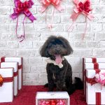 マルプー　べあちゃん