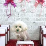 トイプードル　おこめちゃん