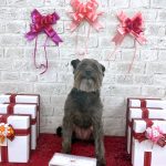 ポメプー　寅吉くん