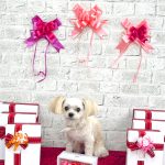 チワプー　くるみちゃん