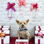 ヨークシャーテリア　モモくん