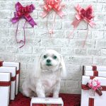 マルチーズ　ぺこくん