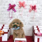 トイプードル　ぽんたくん