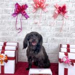 ヨーキー＆プードル　ルナちゃん