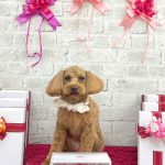 トイプードル　るるちゃん