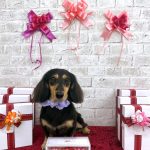 ダックスフンド　アンジュちゃん