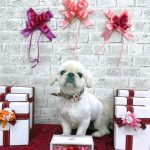 ペキニーズ　まめちゃん