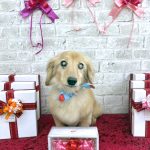 ダックスフンド　かいくん