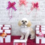 ペキプー　ルイくん