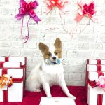 チワワｘパピヨン　テトくん