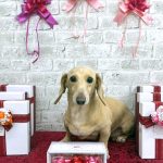 ダックスフンド　ミルキーちゃん