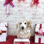 ダックスフンド　サクラちゃん