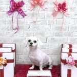 マルチーズ　モモちゃん