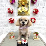 プードルｘペキニーズ　　小麦ちゃん