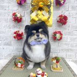 ポメｘチワワ　オレオくん