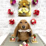 ダックスフンド　麦くん