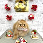 初めてご来店　ねこ　ミヌエット　みかんくん