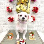 マルチーズ　ユキちゃん