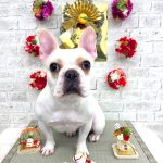 フレンチブルドッグ　あかねちゃん