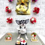 チワワ　あんずちゃん　炭酸泉入浴