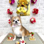 初めてご来店　チワワ　どんぐりちゃん　PV動画あり