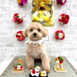 トイプードル　アディーちゃん