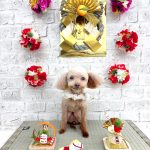 トイプードル　みこちゃん